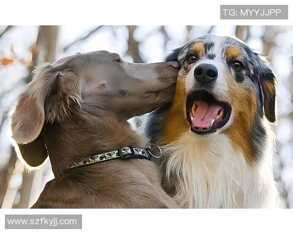 足球球星背后的鲜为人知的故事和隐藏的个人秘密揭秘 足球球星背后的鲜为人知的故事和隐藏的个人秘密揭秘